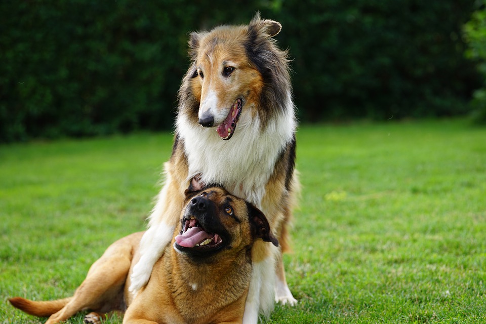 Alla Bassona 24 mila mq per il Livedog Park, scuola, palestra e piscina per i cani.