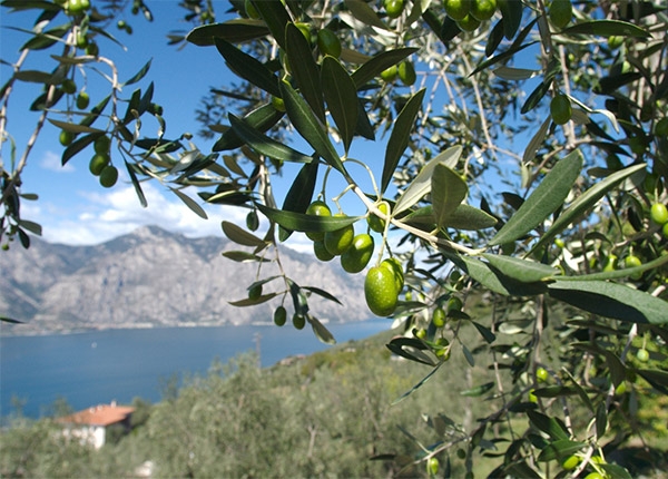 Mezzane, ai primi di marzo diventa la capitale dell’olio per uno sviluppo sostenibile