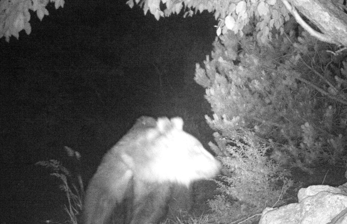 Orso sul Monte Baldo, tre avvistamenti fra luglio e settembre