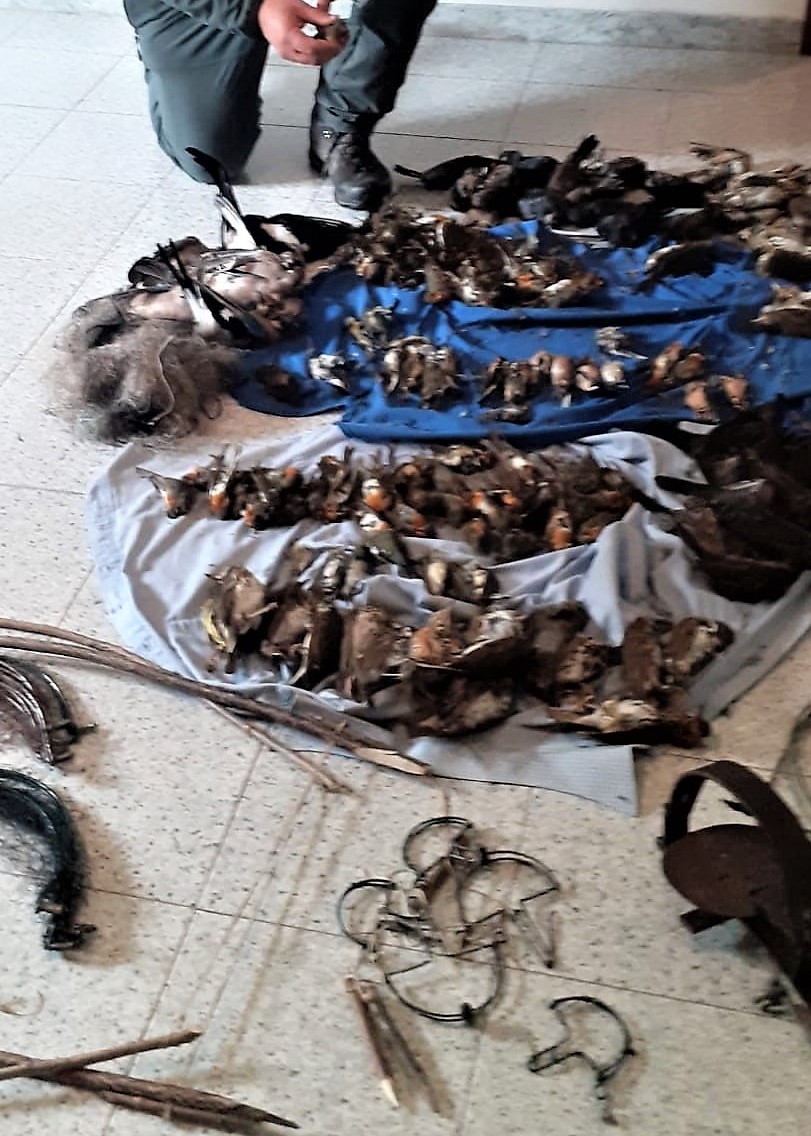 La Polizia Provinciale mette le mani su un bracconiere: aveva in casa trappole illegali e decine di animali protetti abbattuti