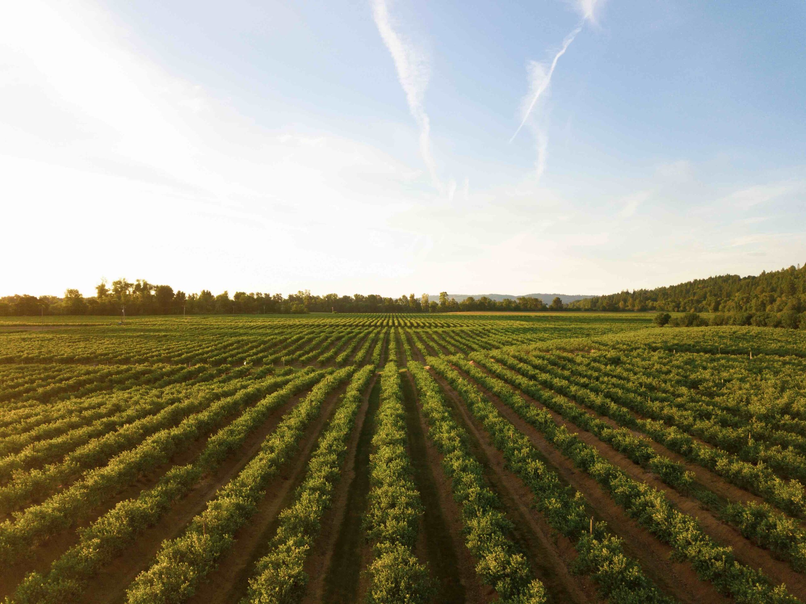 Made in Immigritaly. Convegno Cisl sul lavoro agricolo 