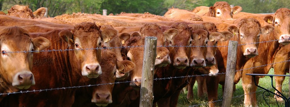 Allevamenti bovini, metano ed effetto serra