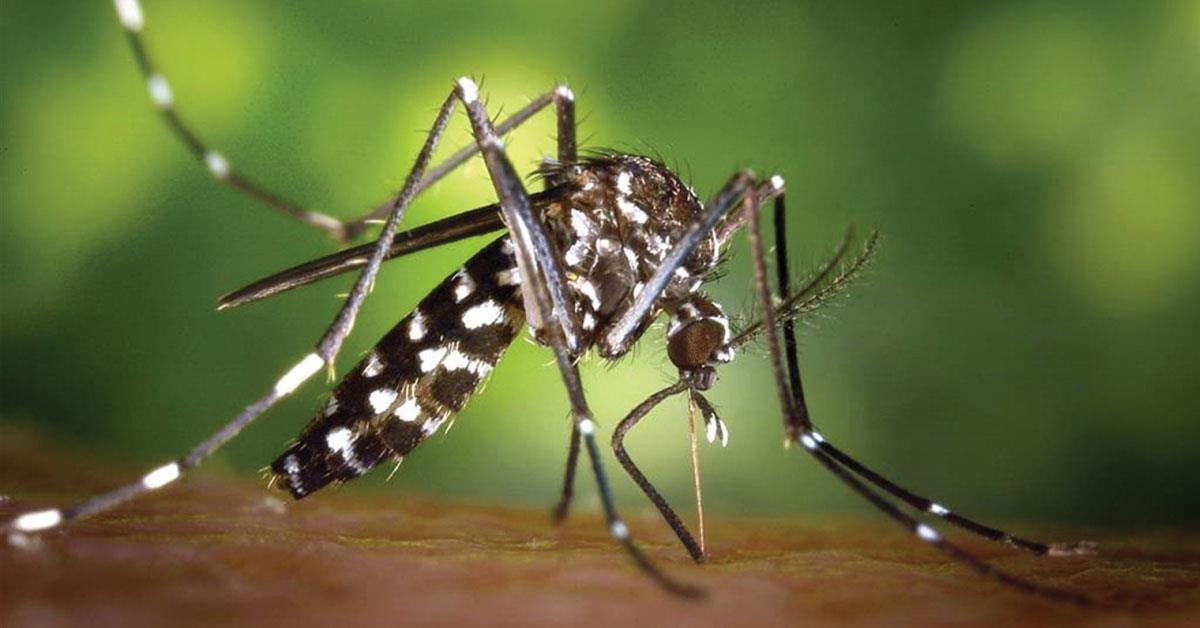 I veronesi stanno vincendo la guerra contro le zanzare (che secondo l’Ulss 9 sono negative al virus)