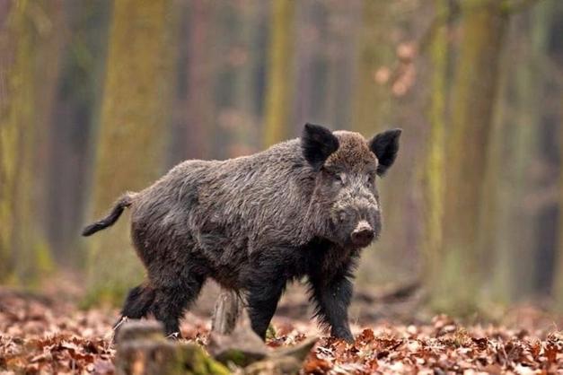 Valdegamberi per il contenimento di cinghiali e lupi sulle nostre montagne