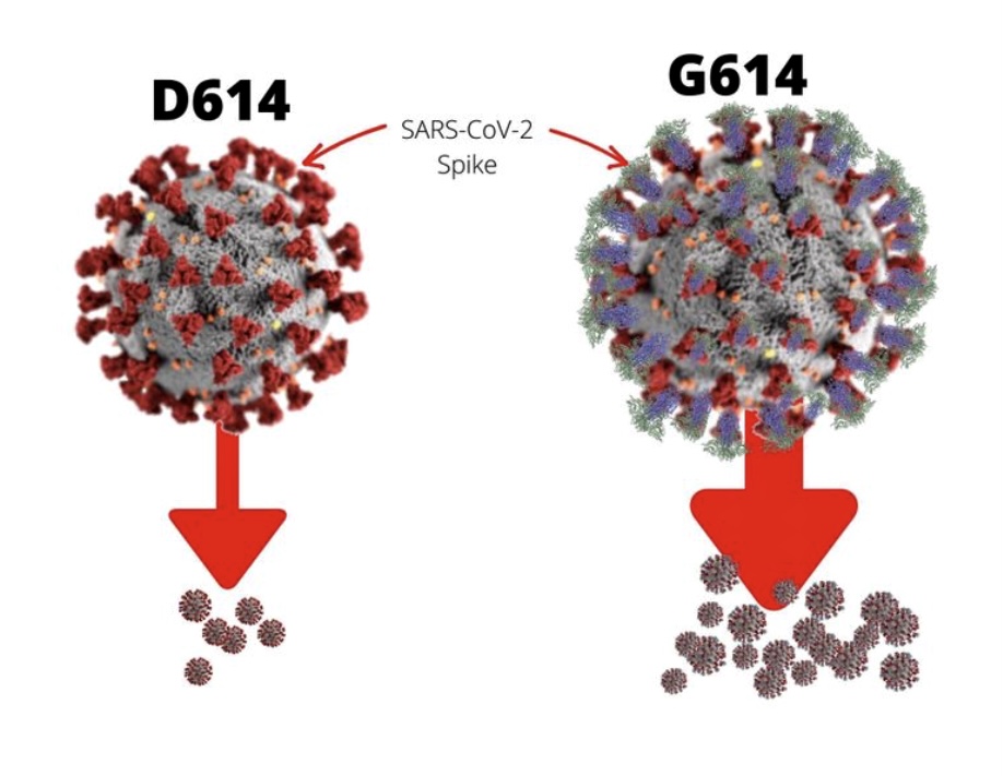 Sars-CoV2, la novità non è la mutazione ma se sapremo prepararci in tempo