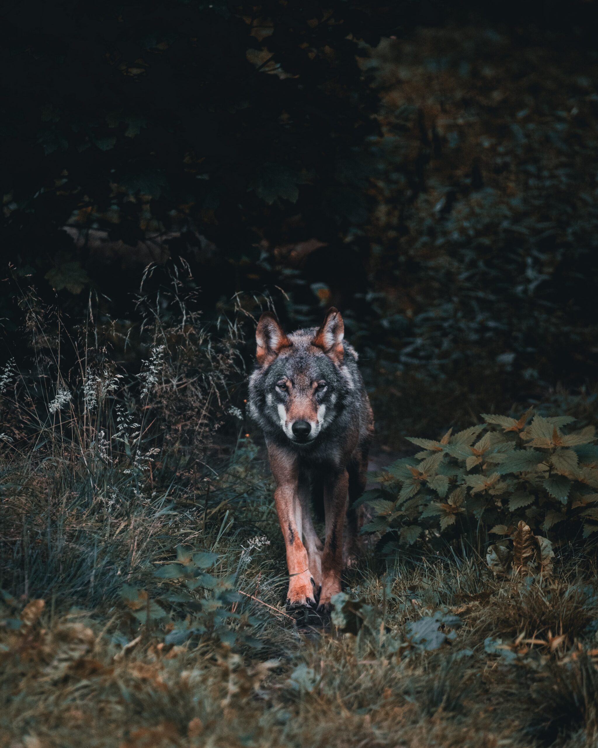 Pericolosità, vera o presunta, del lupo per gli umani