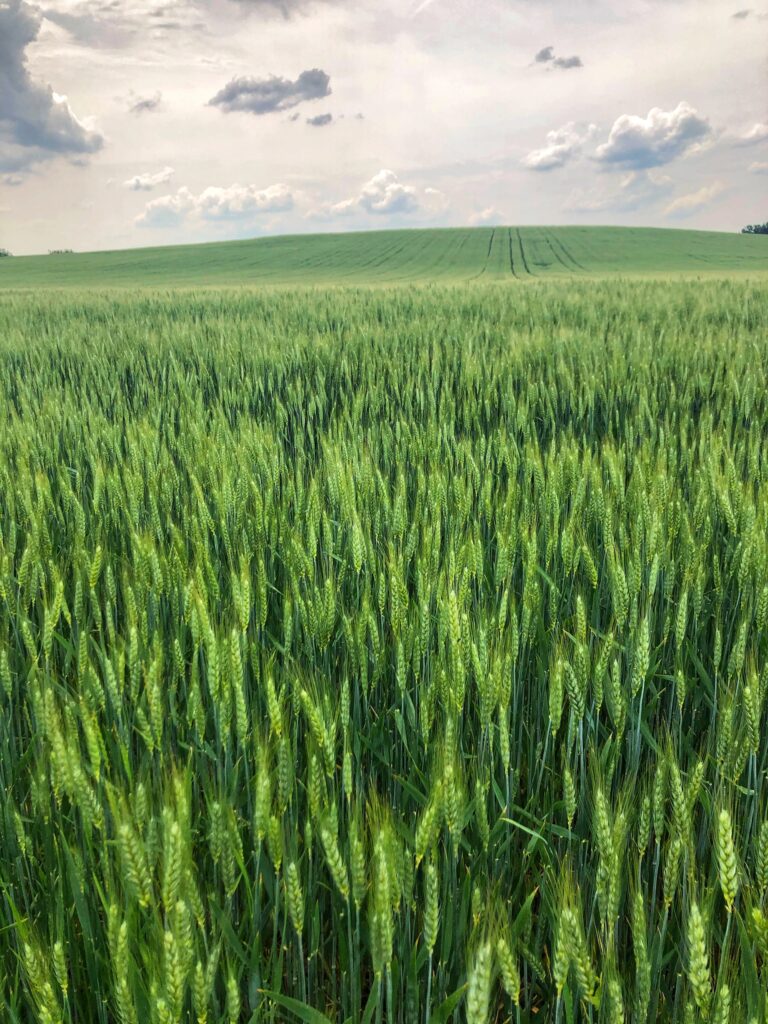 Grano. Il malessere nel mondo agricolo e la sovranità alimentare