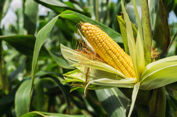 A Fieragricola gli effetti della guerra sulla produzione e il consumo alimentare.