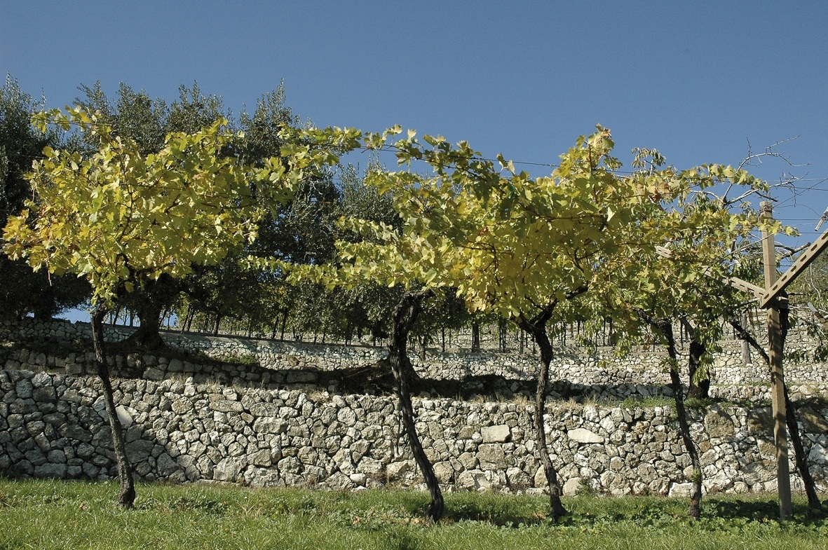 Le colline terrazzate della Valpolicella entrano nel Registro dei paesaggi rurali storici