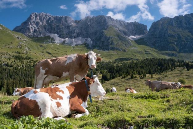 Fattorie Friulane, il nuovo e-commerce delle specialità gastronomiche della “piccola Patria”