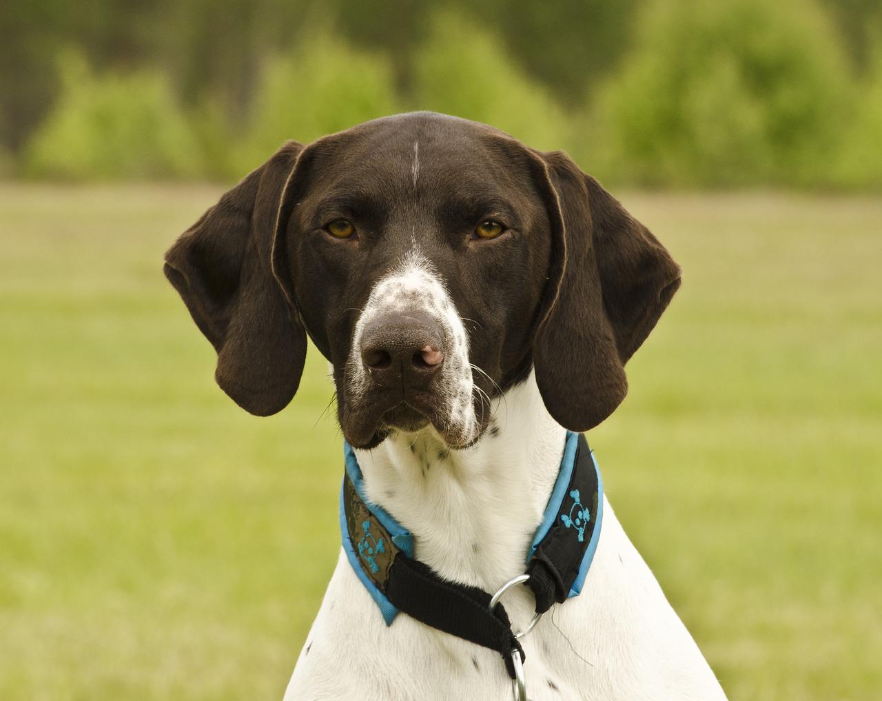 Cacciatore spara al proprio cane che s’era rotto una zampa. Non gli serviva più. Denunciato