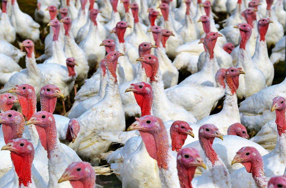 Influenza aviaria. Focolaio a Ronco all’Adige