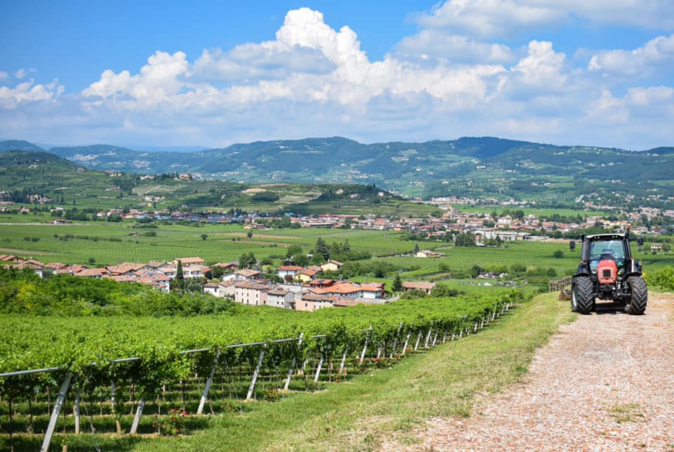 Il Veneto è la prima regione italiana per la produzione di vino. Il Report di Veneto Agricoltura