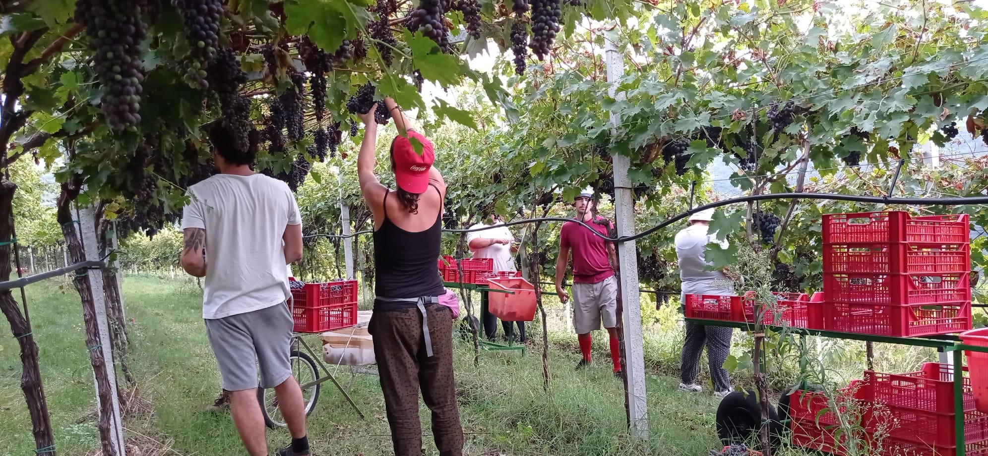 Agribi, a Verona al via campagna di vaccinazioni per le raccolte della frutta