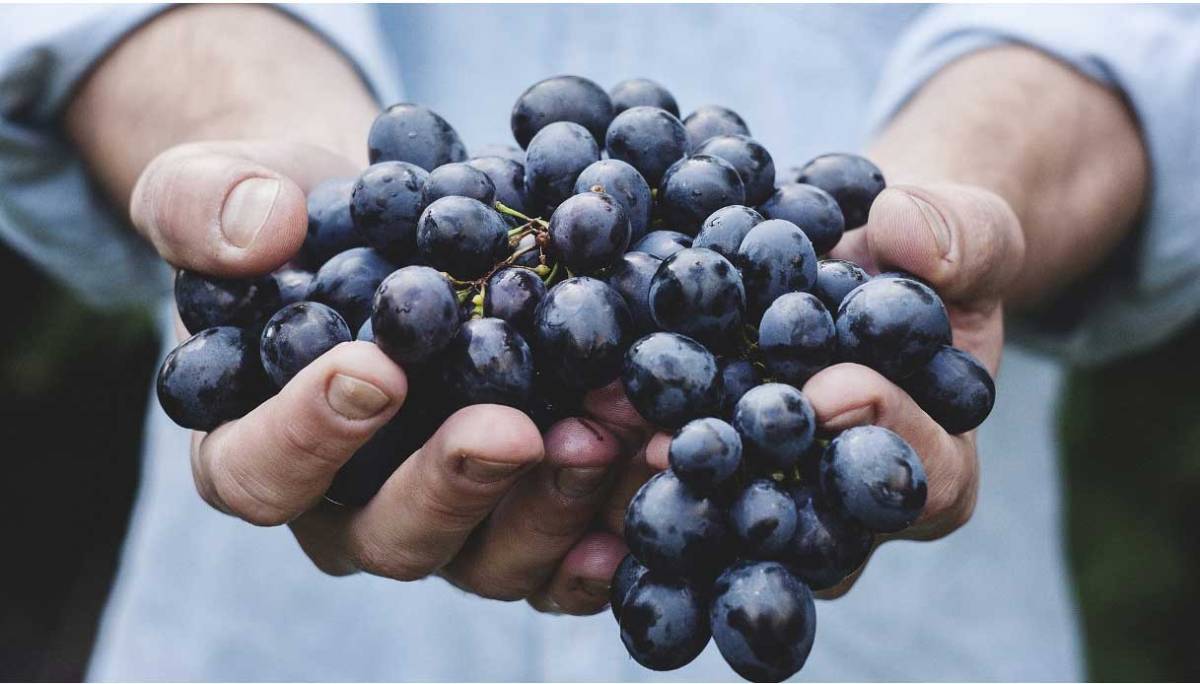 Vendemmia 2020: cantine ancora piene, ma nei vigneti sarà una magnifica annata