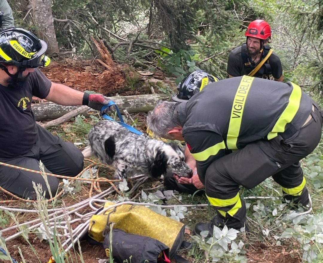 Ferrara di Monte Baldo, i Vigili del fuoco salvano Tina, un cane da caccia, caduta in un dirupo