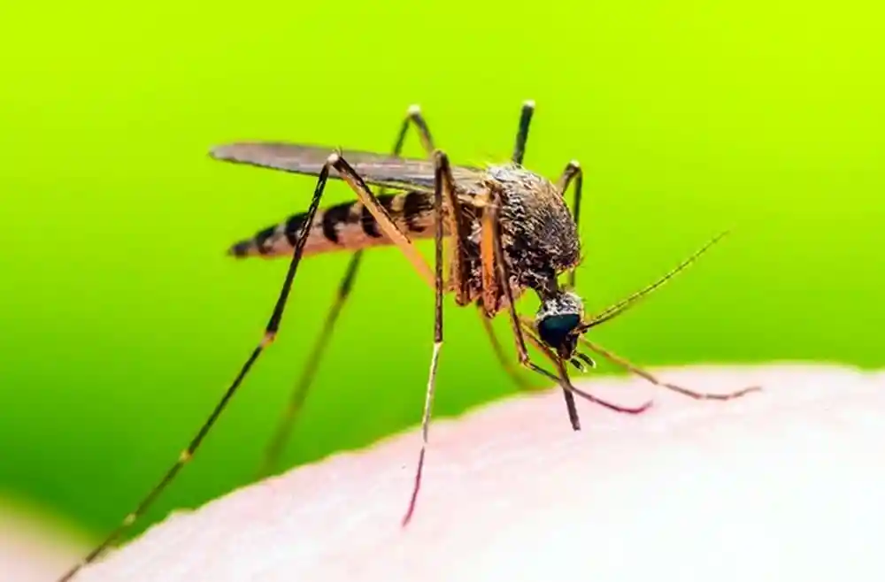 Malaria. Il caso di ieri a Verona importato dall’Africa