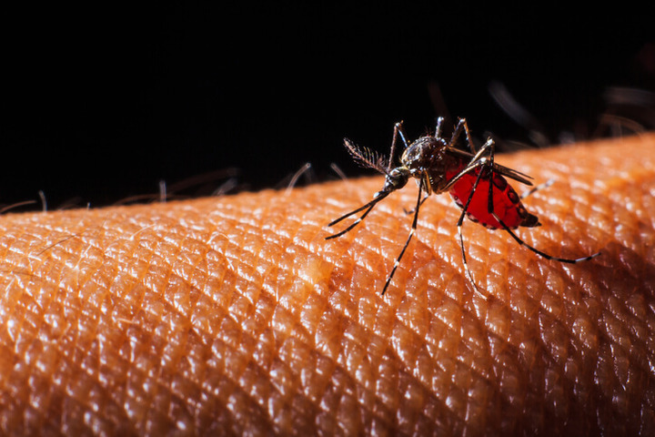 West Nile è arrivata anche a Verona. Tre ricoveri per la malattia causata dalla maledetta zanzara