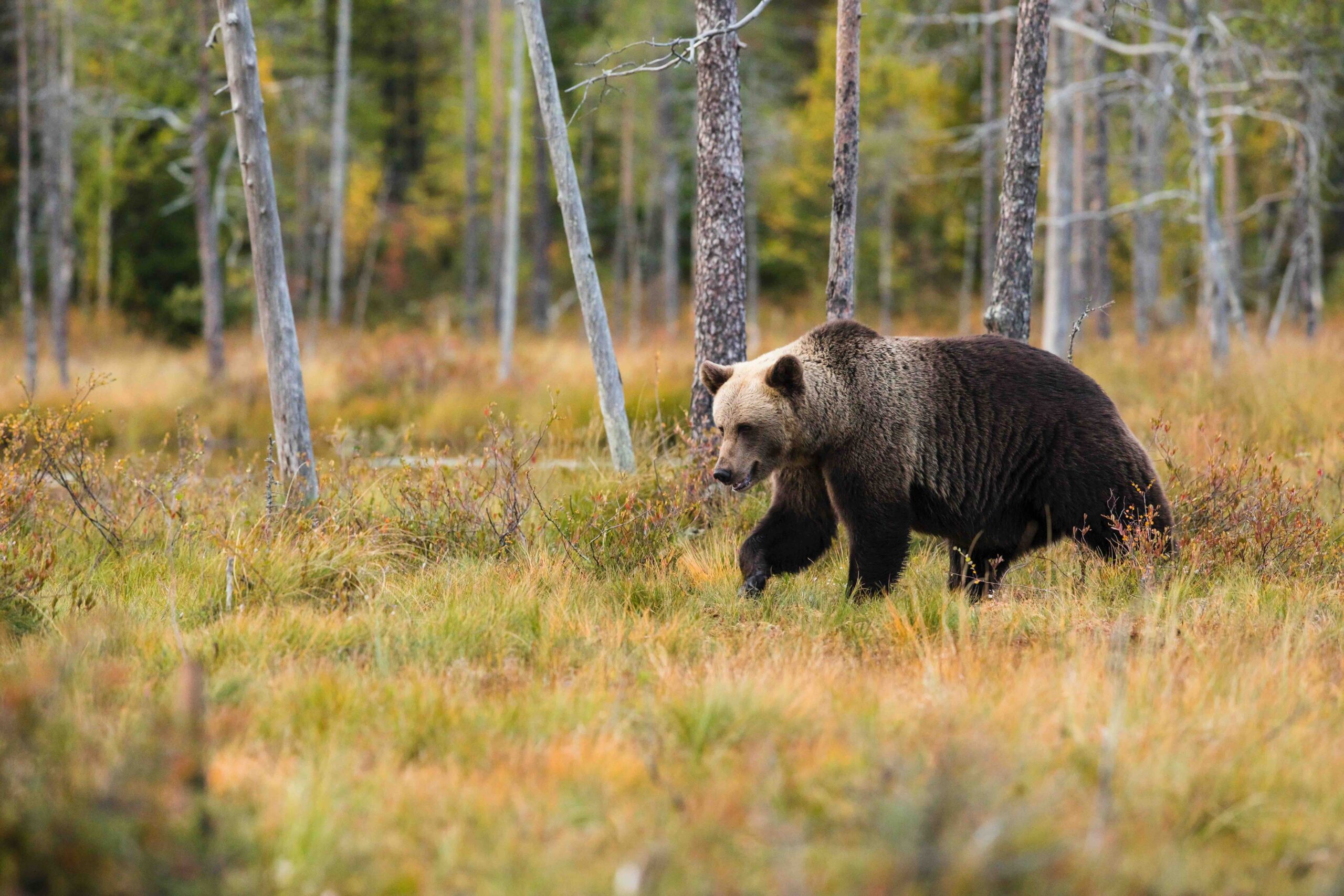 Il Tar sospende la sentenza di morte per l’orsa trentina. Zaia risponde al Wwf: orsi in Veneto? No grazie