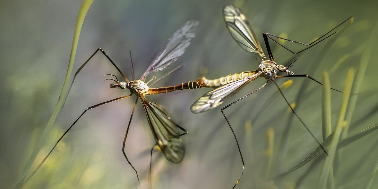 Le zanzare nel Nordest portatrici di West Nile sono l’1%