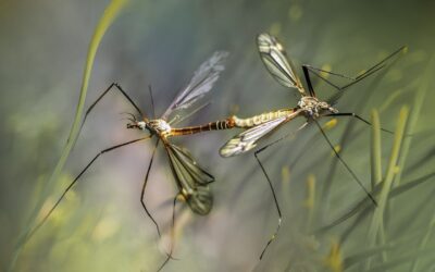 Le zanzare nel Nordest portatrici di West Nile sono l’1%