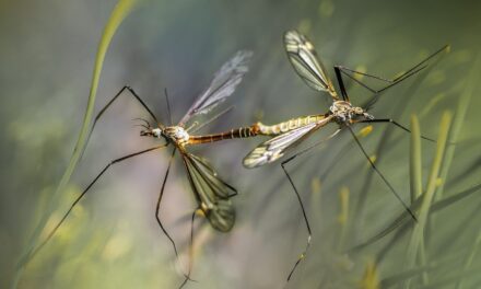 Le zanzare nel Nordest portatrici di West Nile sono l’1%