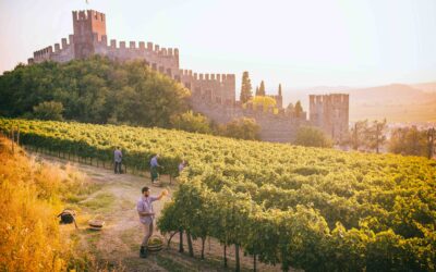 Il Soave alla conquista di Verona, lunedì 9 settembre a Castelvecchio una giornata di studio e degustazioni