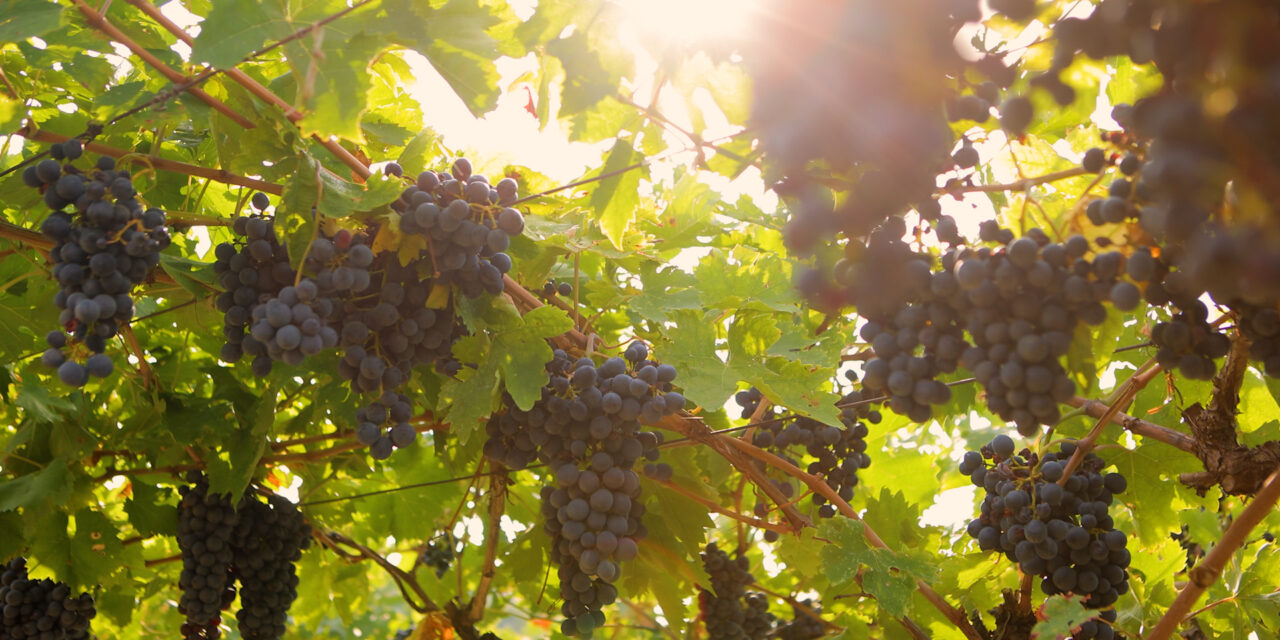 Vino, Valpolicella: vendemmia 2024 al via. Buona qualità e raccolto in lieve calo