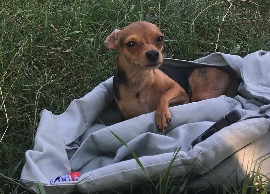 Chicco e Claudia. Una straordinaria lezione d’amore incondizionato