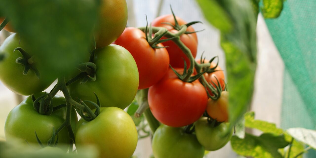 Buone performance per il pomodoro da industria in Veneto, nonostante le difficoltà primaverili