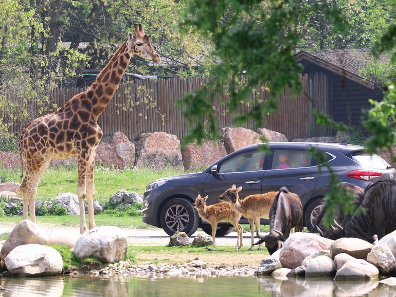 Safari al Parco Natura Viva di Bussolengo