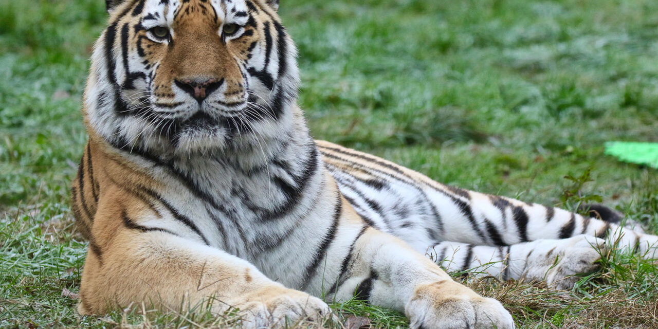 ZOOM Torino acquisisce Parco Natura Viva di Bussolengo (VR). Nasce così “Openature”, nuovo punto di riferimento nel settore dei bioparchi italiani