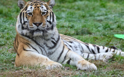 ZOOM Torino acquisisce Parco Natura Viva di Bussolengo (VR). Nasce così “Openature”, nuovo punto di riferimento nel settore dei bioparchi italiani