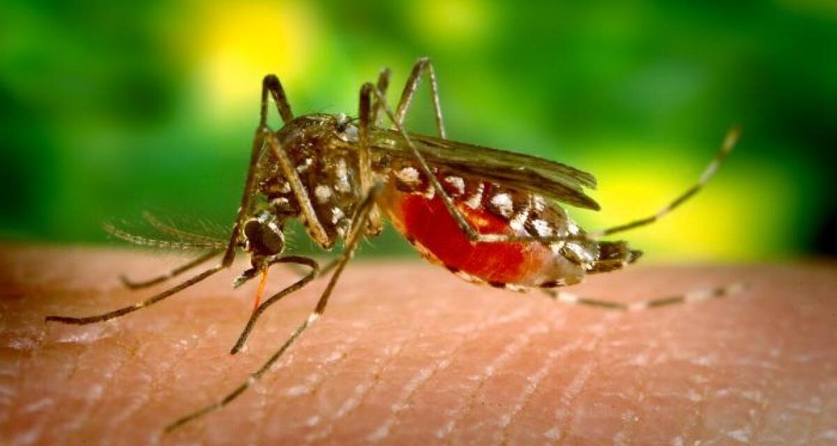 Malaria, registrato un caso “autoctono” a Verona