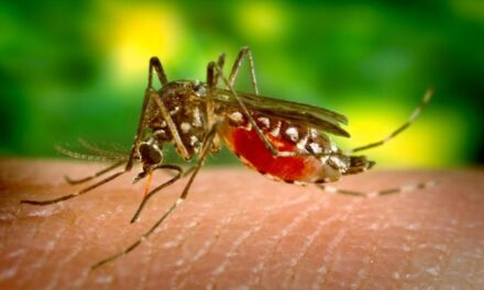 Malaria, registrato un caso “autoctono” a Verona