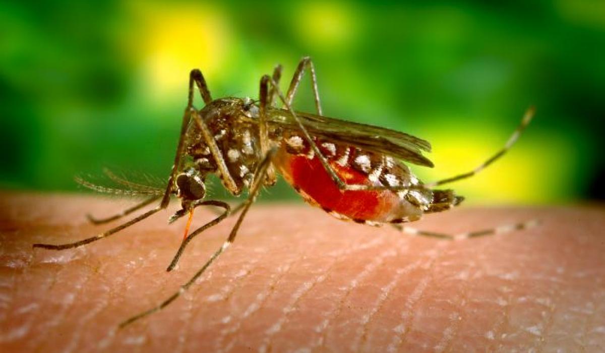 Malaria, Registrato Un Caso "autoctono" A Verona - L'Adige Di Verona