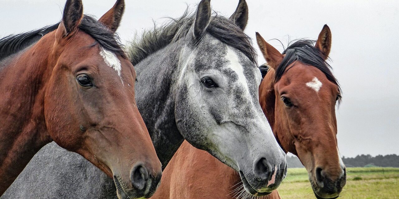 Inaugurata la 126ª Fieracavalli. Sarà aperta fino al 10 novembre