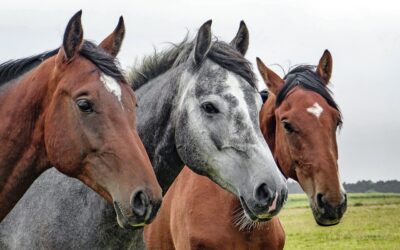 Inaugurata la 126ª Fieracavalli. Sarà aperta fino al 10 novembre