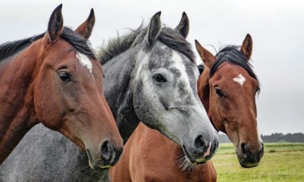 Inaugurata la 126ª Fieracavalli. Sarà aperta fino al 10 novembre