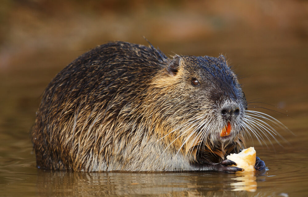 Nutrie un milione e mezzo dalla Regione per combattere le nutrie. Filippo Rigo: “Unica via, l’eradicazione della specie”