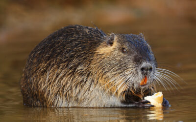 Nutrie un milione e mezzo dalla Regione per combattere le nutrie. Filippo Rigo: “Unica via, l’eradicazione della specie”