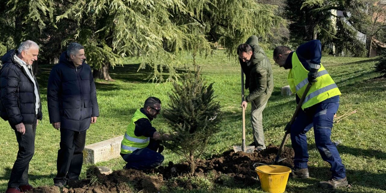 Bastioni di San Zeno, seconda vita per gli abeti donati dai veronesi