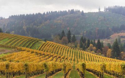 Santa Margherita Gruppo Vinicolo: ROCO Winery si espande acquisendo la rinomata Marsh Estate in Oregon