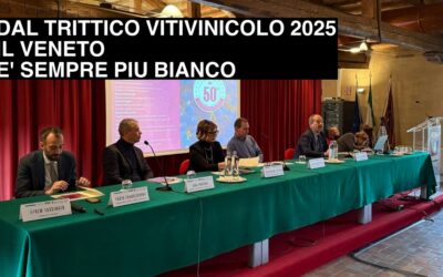 Sistema Vitivinicolo Veneto. Nel 2023 solidità consolidata ma appesa al filo della bacca bianca.