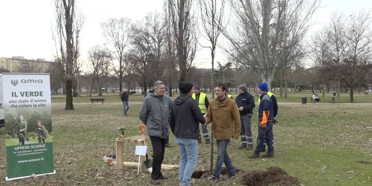 Liceo Galileo Galilei a parco San Giacomo: piantumato un Cercidifillo del Giappone per la XXI Giornata Nazionale del Risparmio Energetico