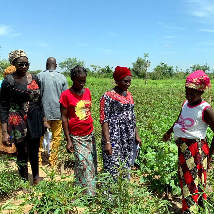 In Africa il 60% della terra è coltivabile