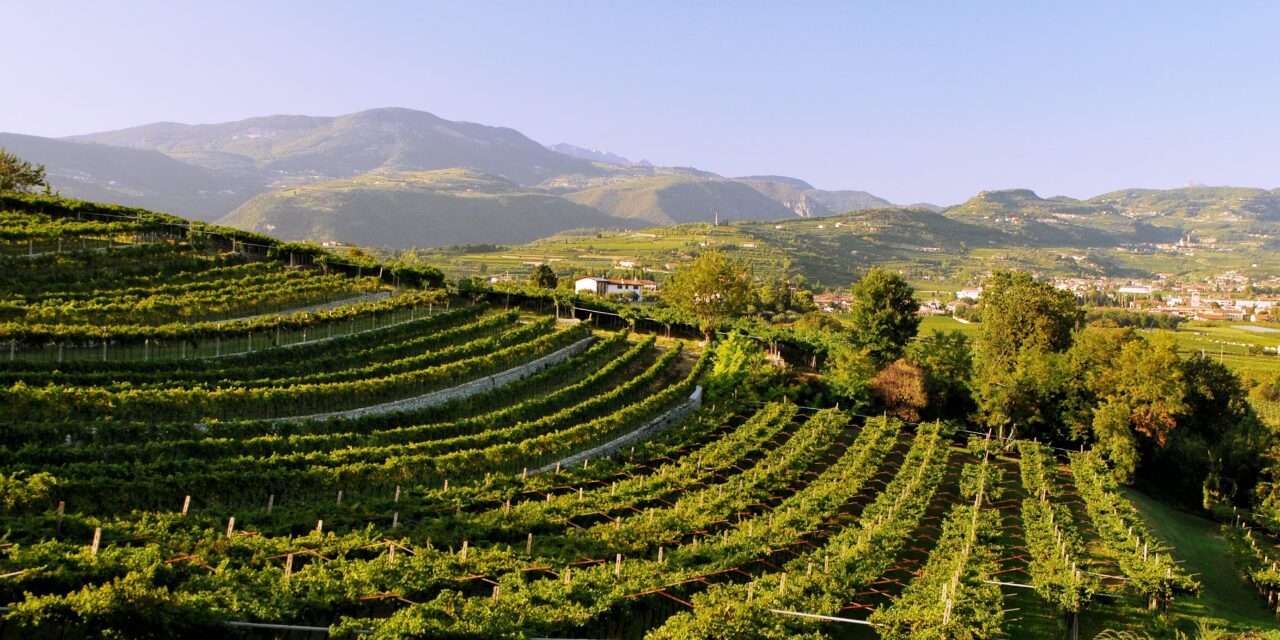 Vino, Consorzio Valpolicella al Prowein con 26 aziende. Marchesini: Germania primo mercato europeo per amarone